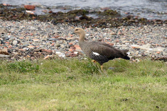 Image of magellan goose, upland goose