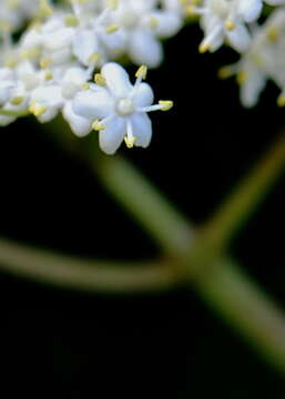 Imagem de Sambucus nigra L.