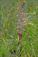 Himantoglossum adriaticum H. Baumann resmi