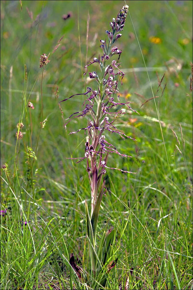 Himantoglossum adriaticum H. Baumann resmi