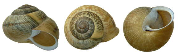 Image of Copse Snail