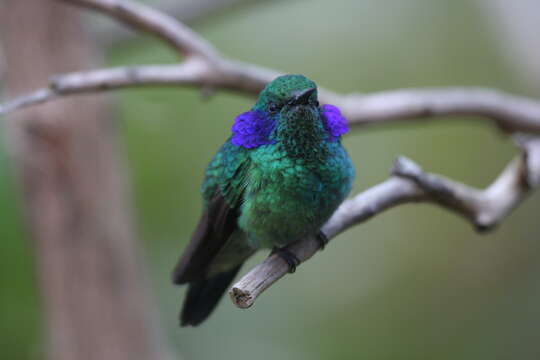 Image of Colibri thalassina