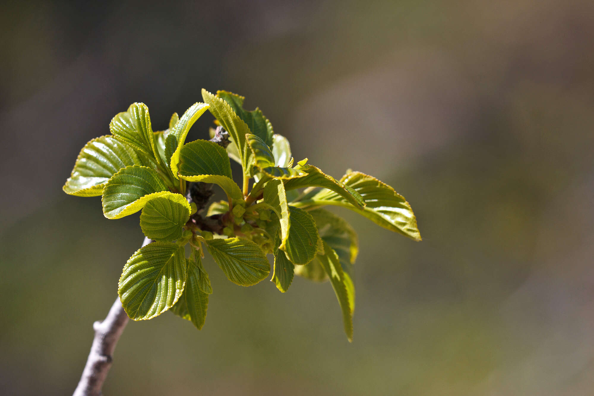 Image of Magnoliophyta