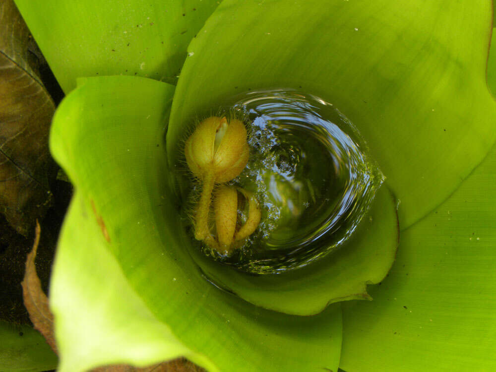 صورة Werauhia gladioliflora (H. Wendl.) J. R. Grant