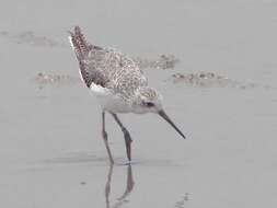 Image of Marsh Sandpiper