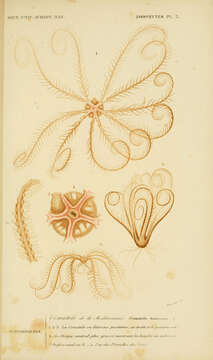 Image of Antedoninae (Norman 1865)
