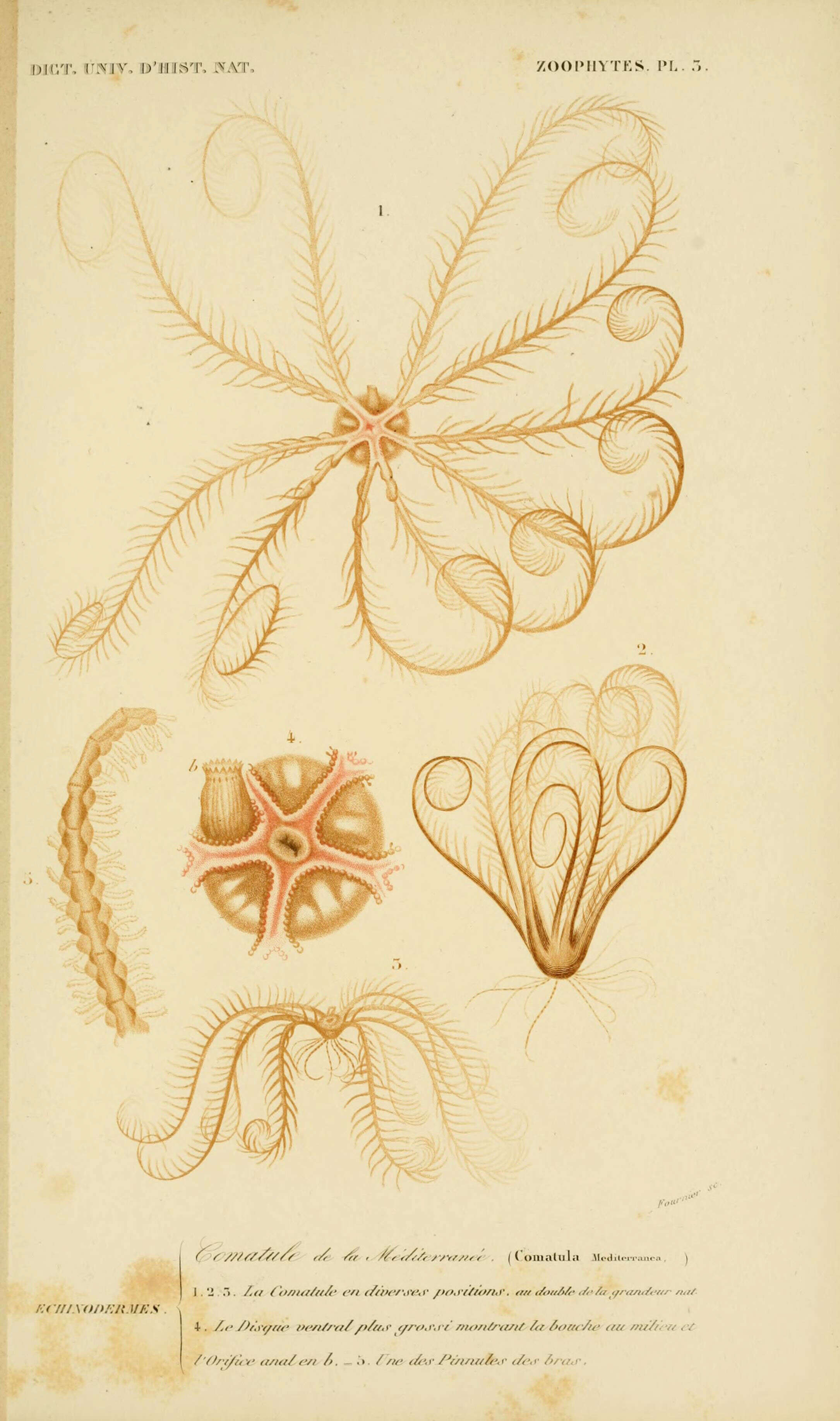 Image de Antedonoidea Norman 1865