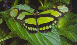 Image of dido longwing