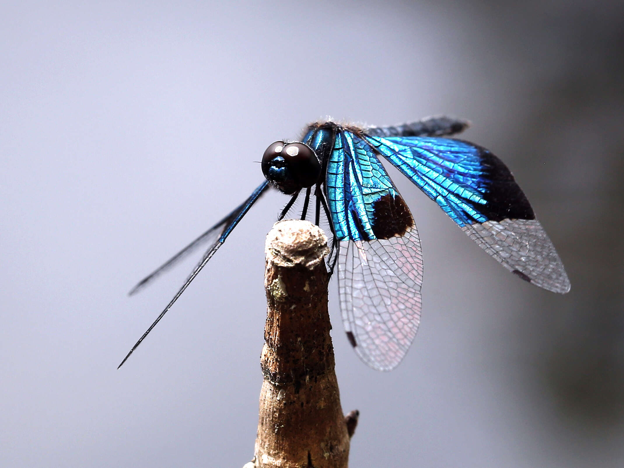 Image of Rhyothemis resplendens Selys 1878