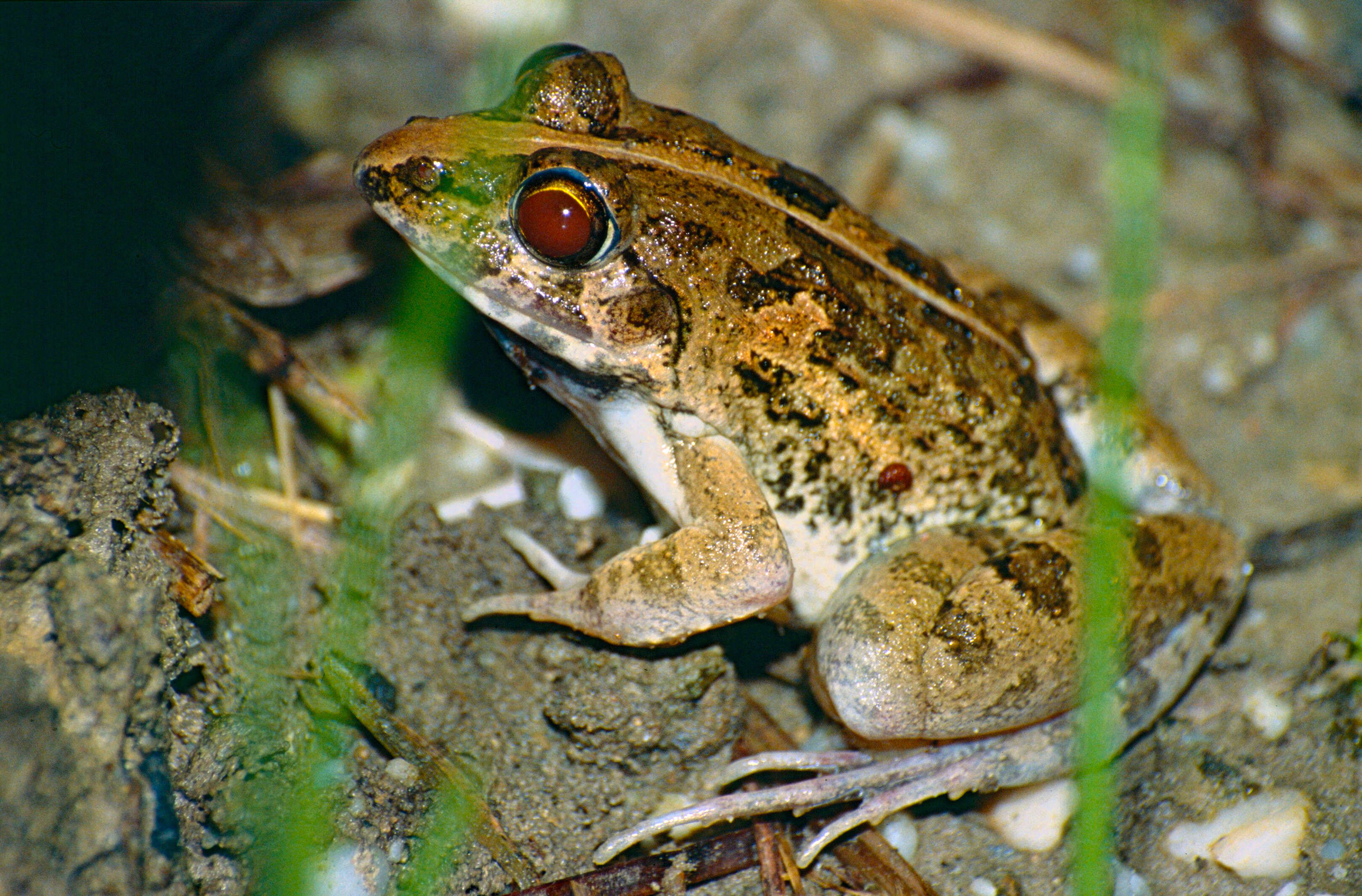 Image of Asian Grass Frog