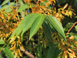 Image of tree-of-heaven