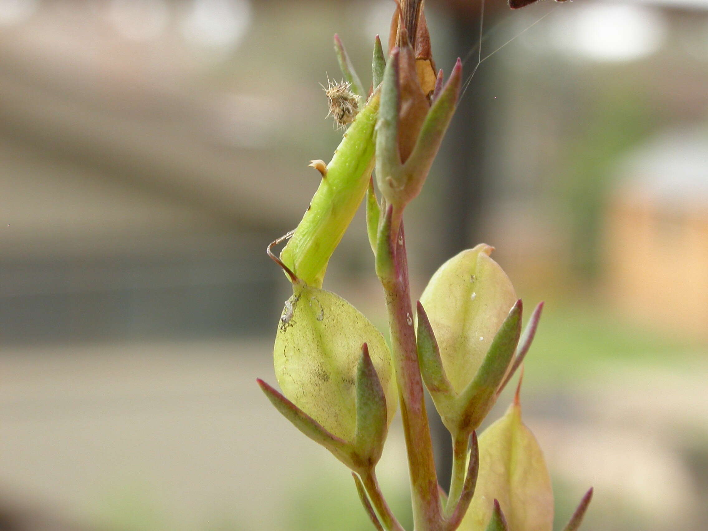 Image of Sinpunctiptilia