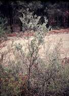 صورة Grevillea arenaria R. Br.