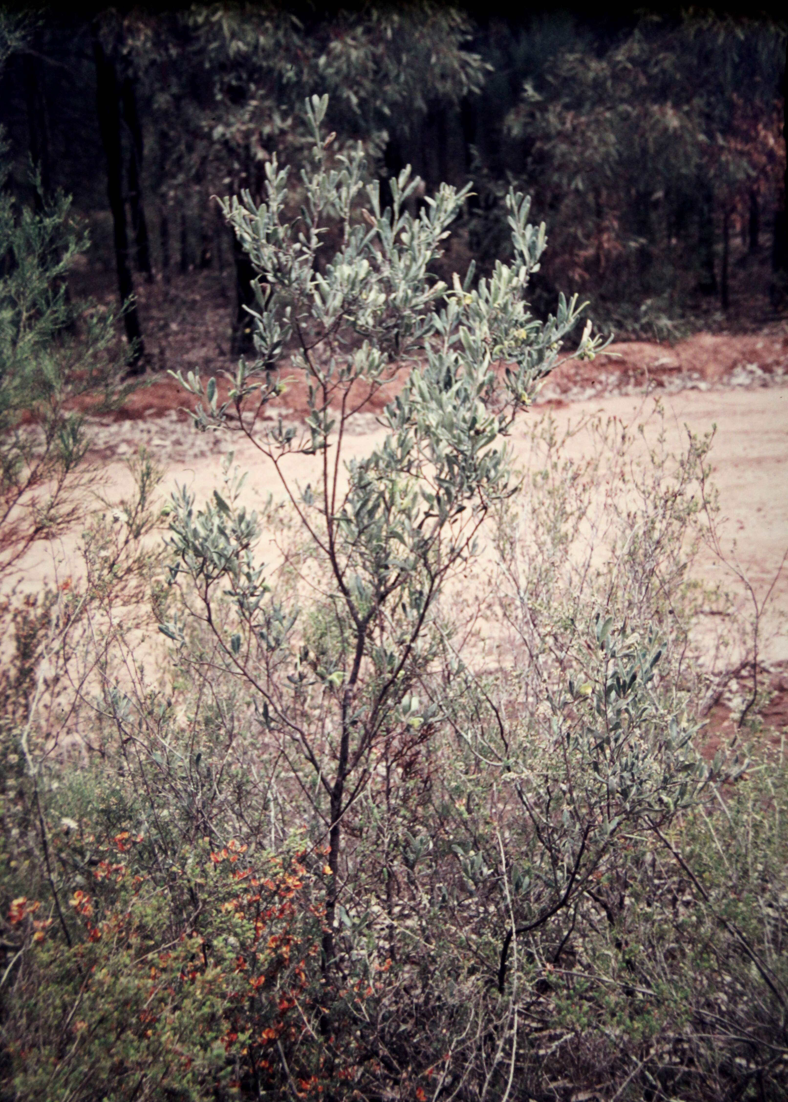 Imagem de Grevillea arenaria subsp. canescens (R. Br.) P. M. Olde & N. R. Marriott