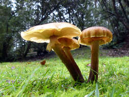 Image of Honey Fungus