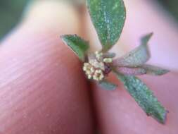 Image de Atriplex semibaccata R. Br.