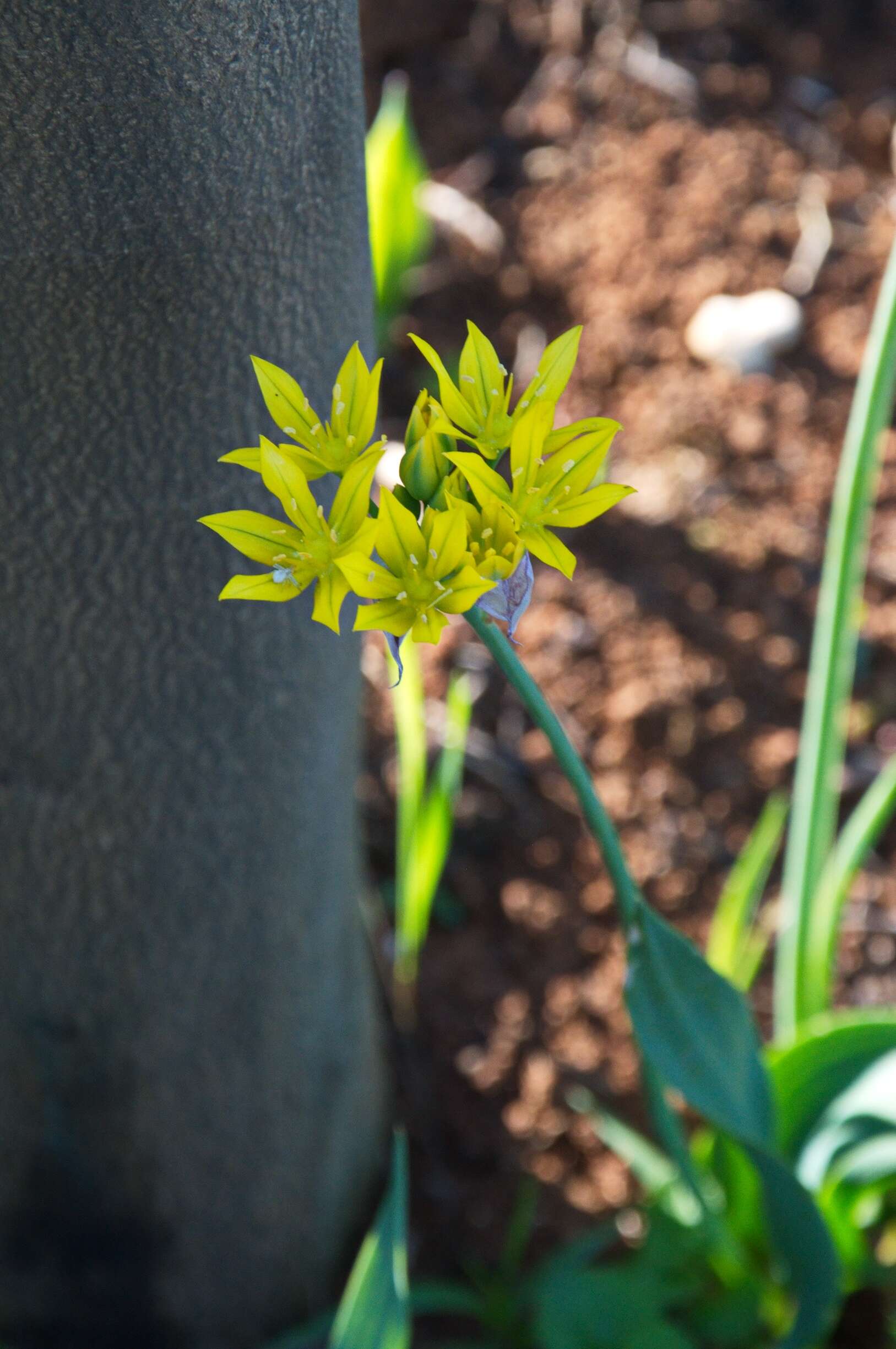 Image of Lily Leek