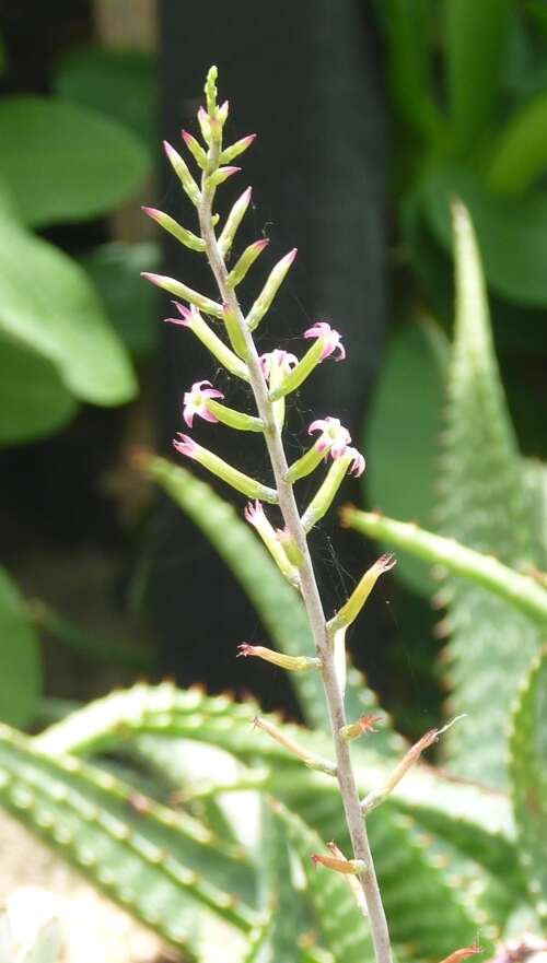 Image of Adromischus marianiae (Marloth) A. Berger