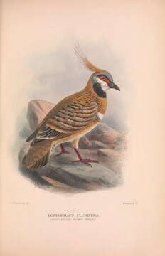 Image of Spinifex Pigeon