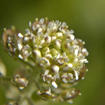 Image of field pepperweed