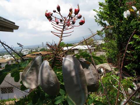 صورة Caesalpinia kauaiensis H. Mann