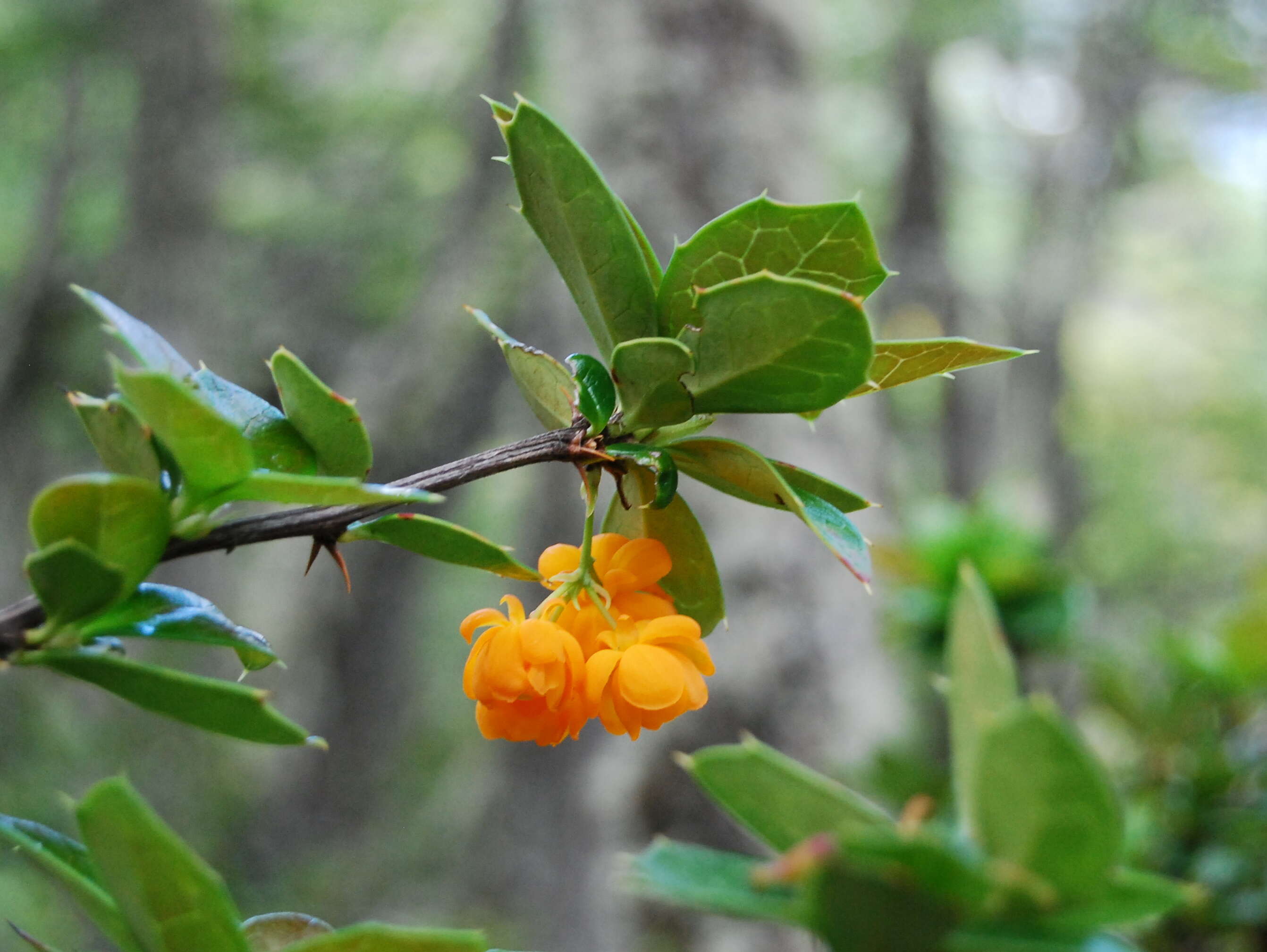 Image de Berberis ilicifolia Forst.