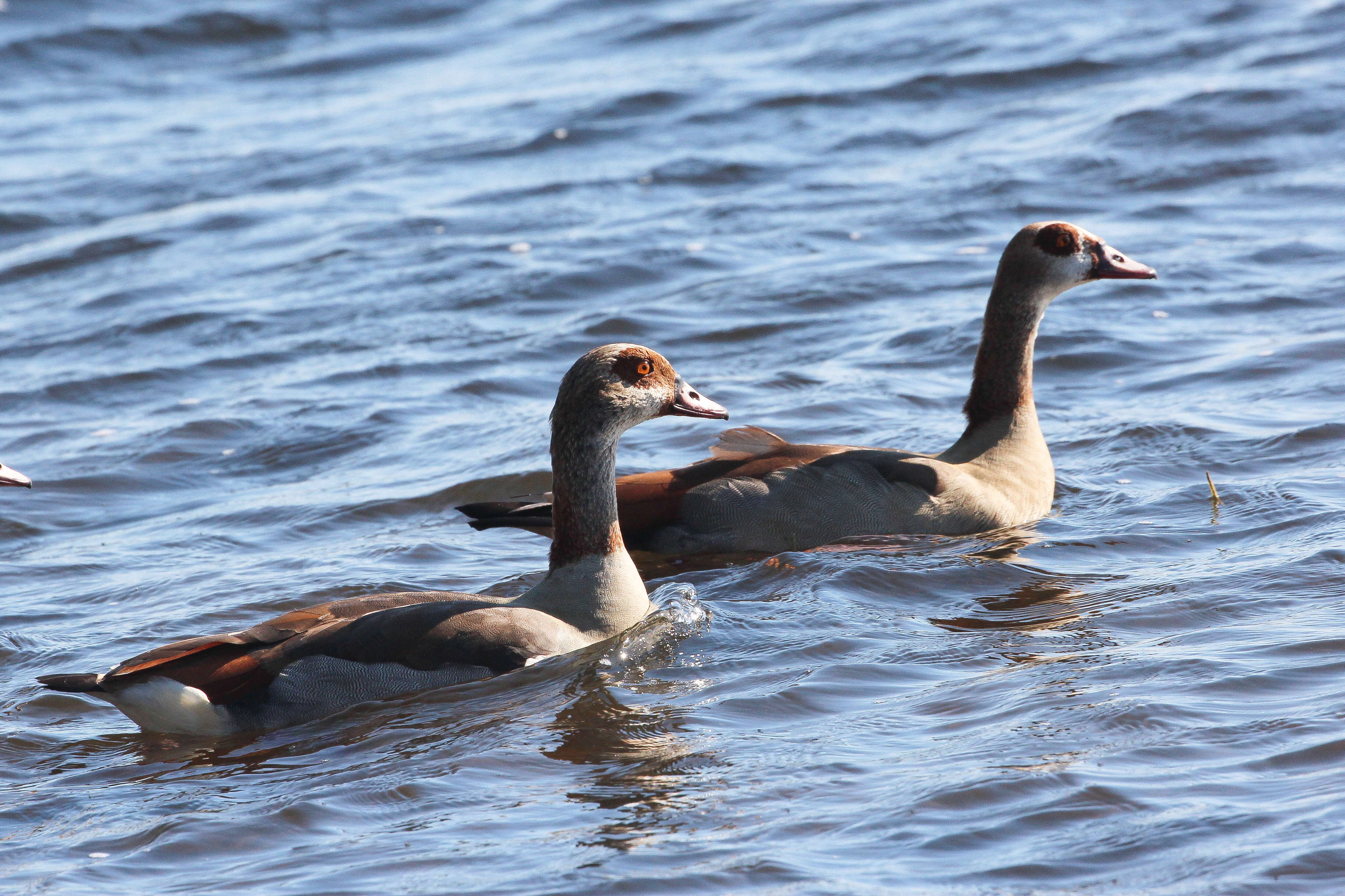 Image of Egyptian Goose