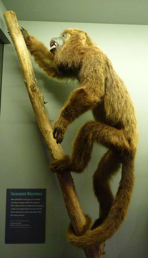 Image of Brown Howler Monkey