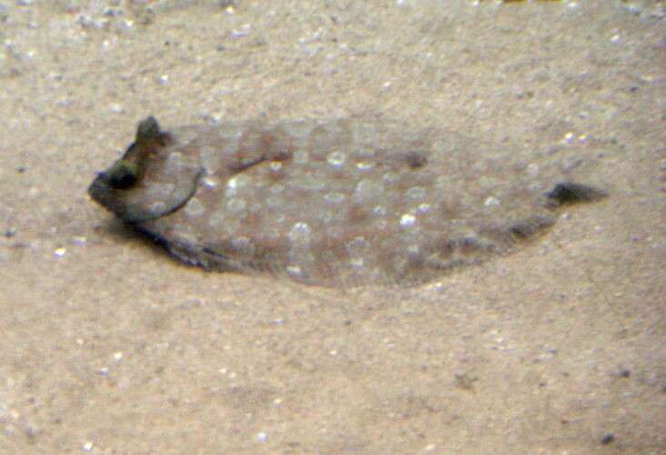 Image of Flounder