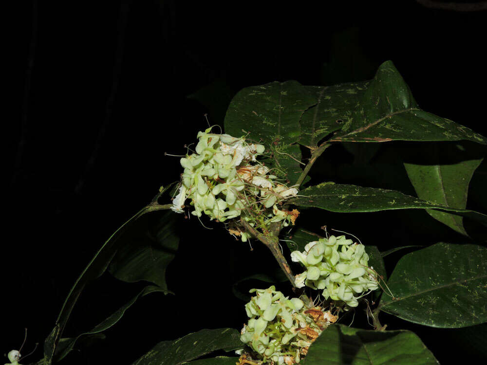 Image of Macrolobium costaricense W. C. Burger