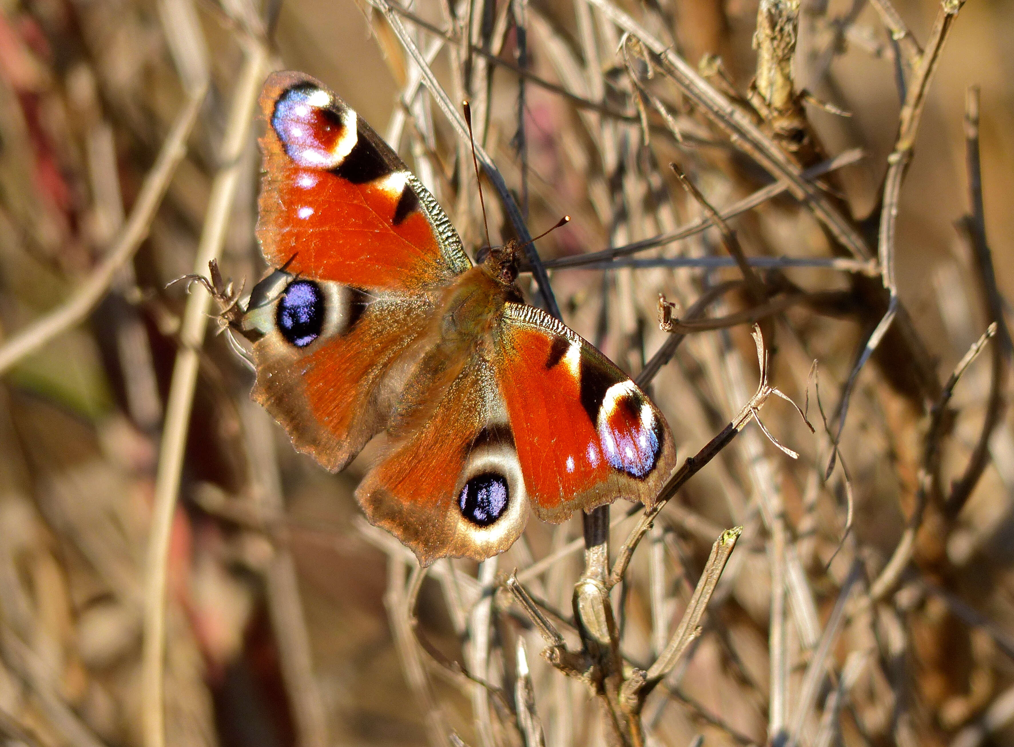 Imagem de Nymphalidae