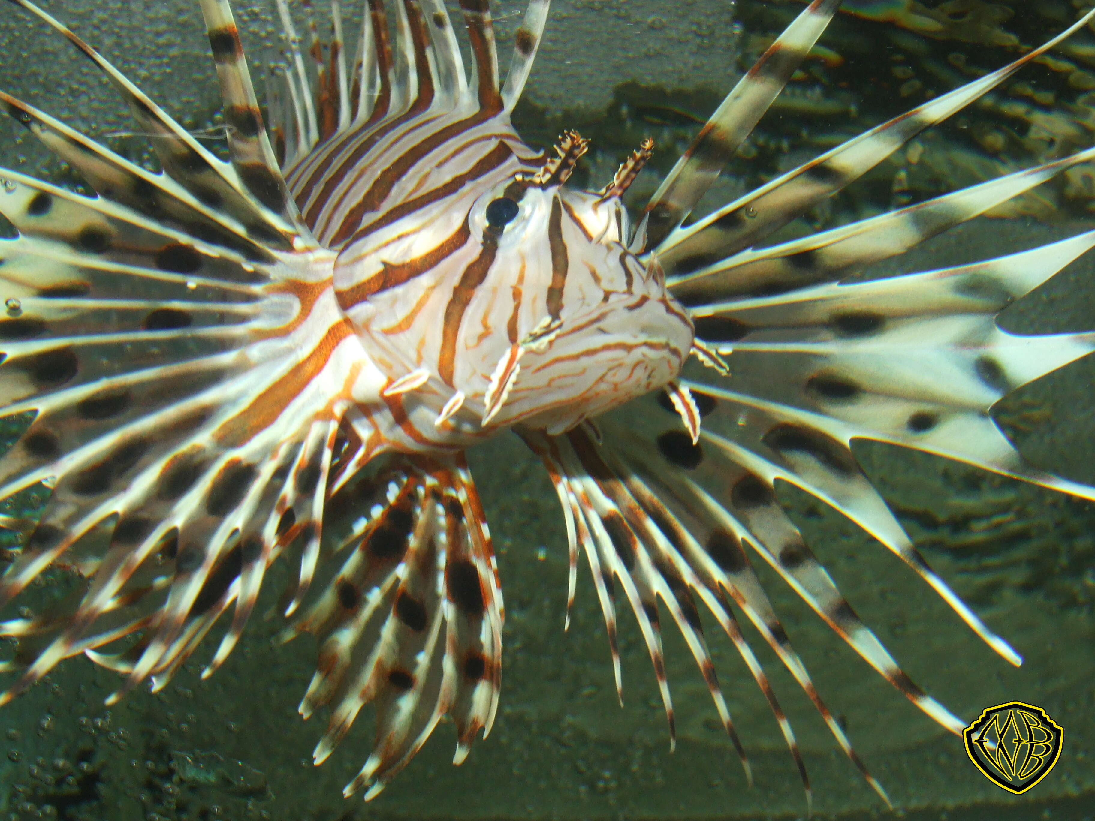 Image of scorpionfishes
