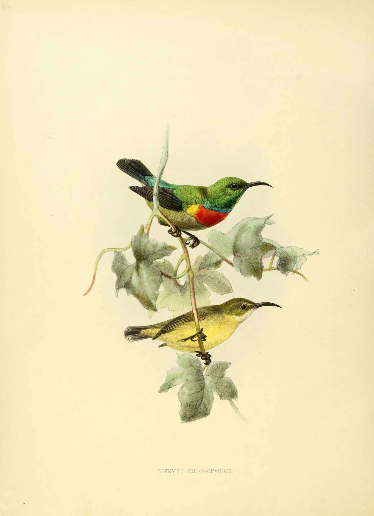 Image of Cinnyris Cuvier 1816