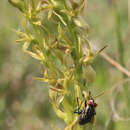 Image of Prasophyllum incorrectum D. L. Jones