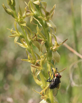 Imagem de Prasophyllum incorrectum D. L. Jones