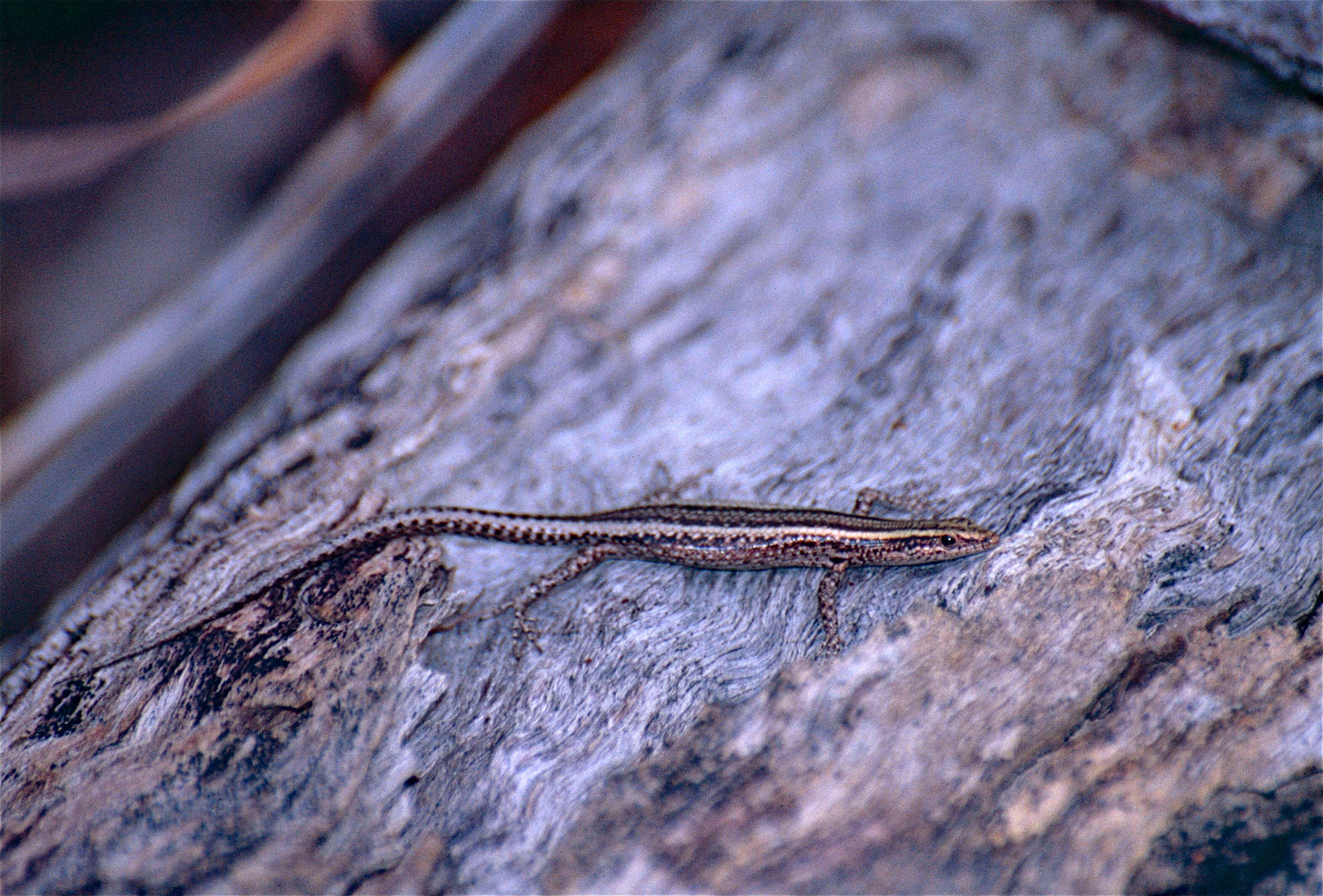 Image of Cream-striped Shinning-skink