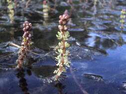 Image of water milfoil family