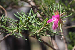 صورة Eremophila latrobei subsp. latrobei