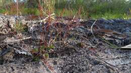 Image of water milfoil family