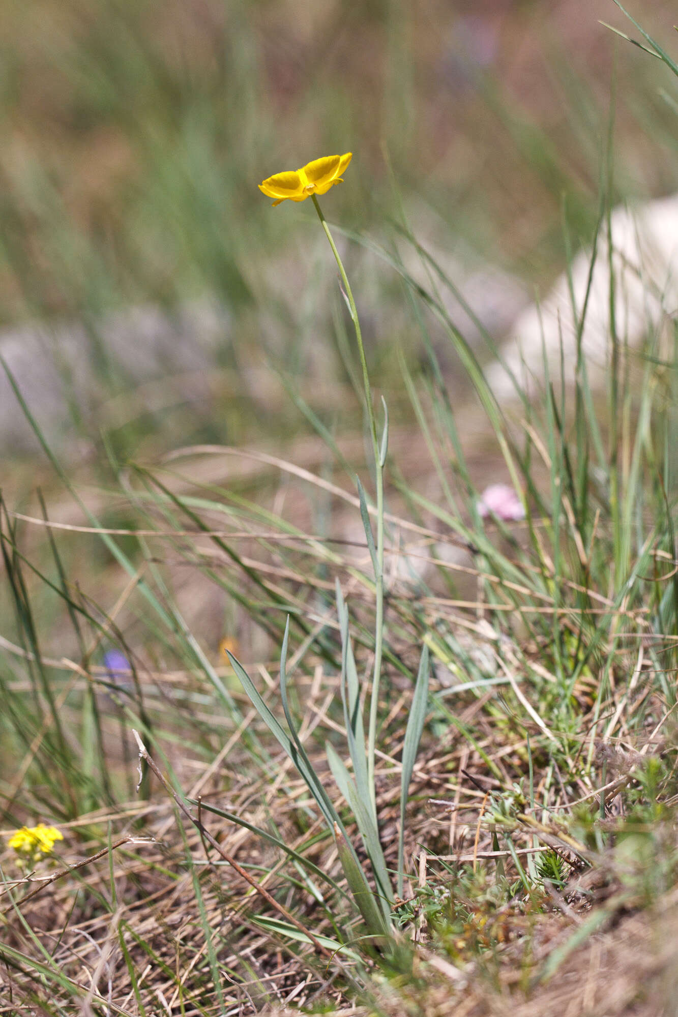 Image of Ranunculus gramineus L.