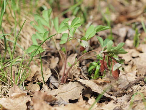 Image of Corydalis pumila (Host) Rchb.