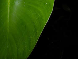 Image of Philodendron microstictum Standl. & L. O. Williams