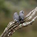 Image of Ashy Wood Swallow