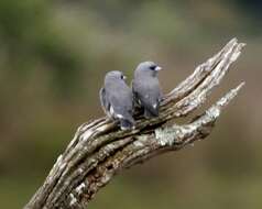 Image of Ashy Wood Swallow