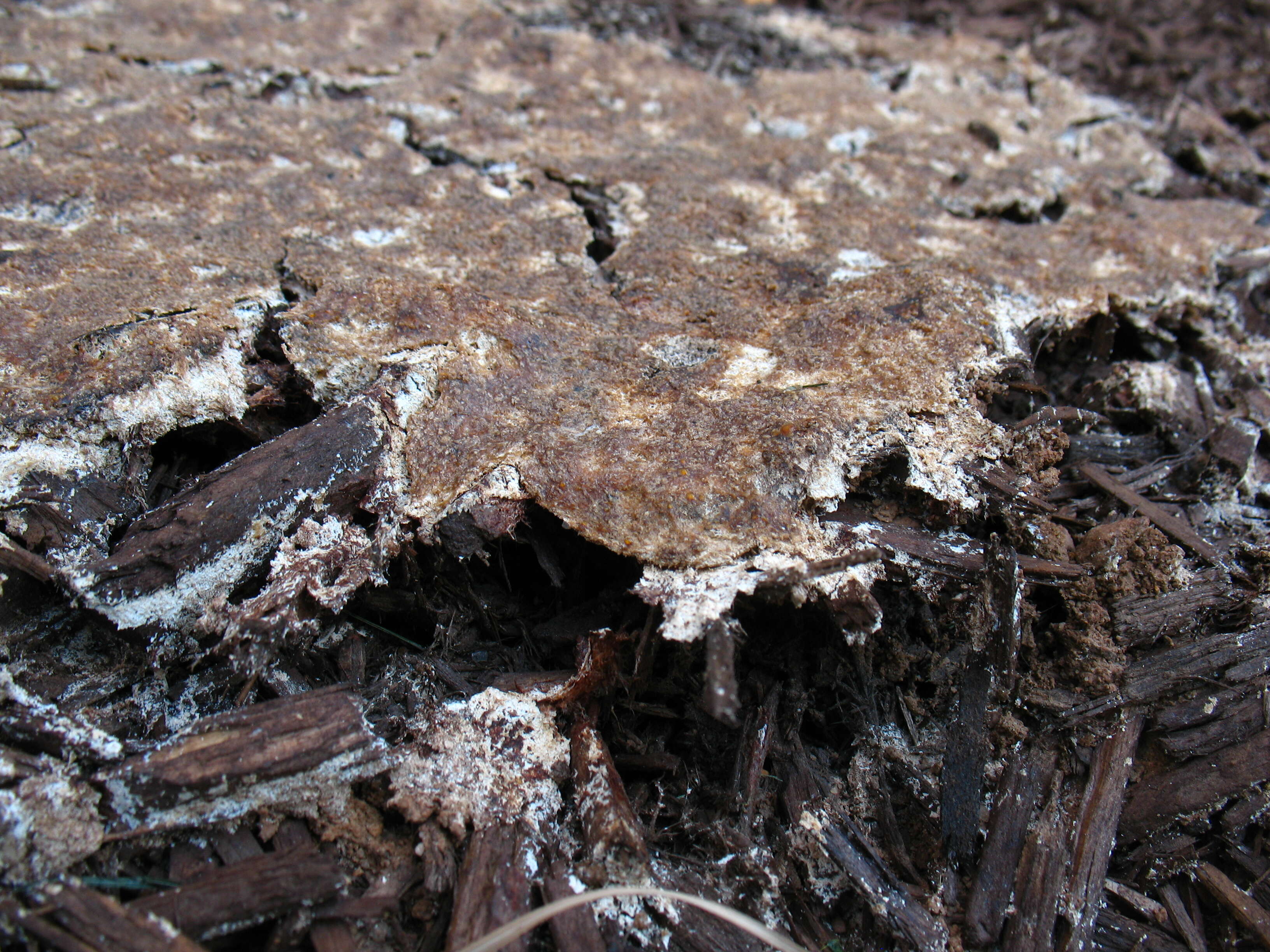 Image of Dog vomit slime mold