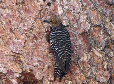 Plancia ëd Sphyrapicus thyroideus (Cassin 1852)