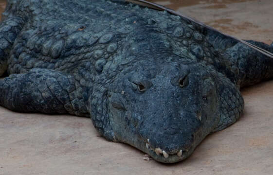 Image of Crocodylus