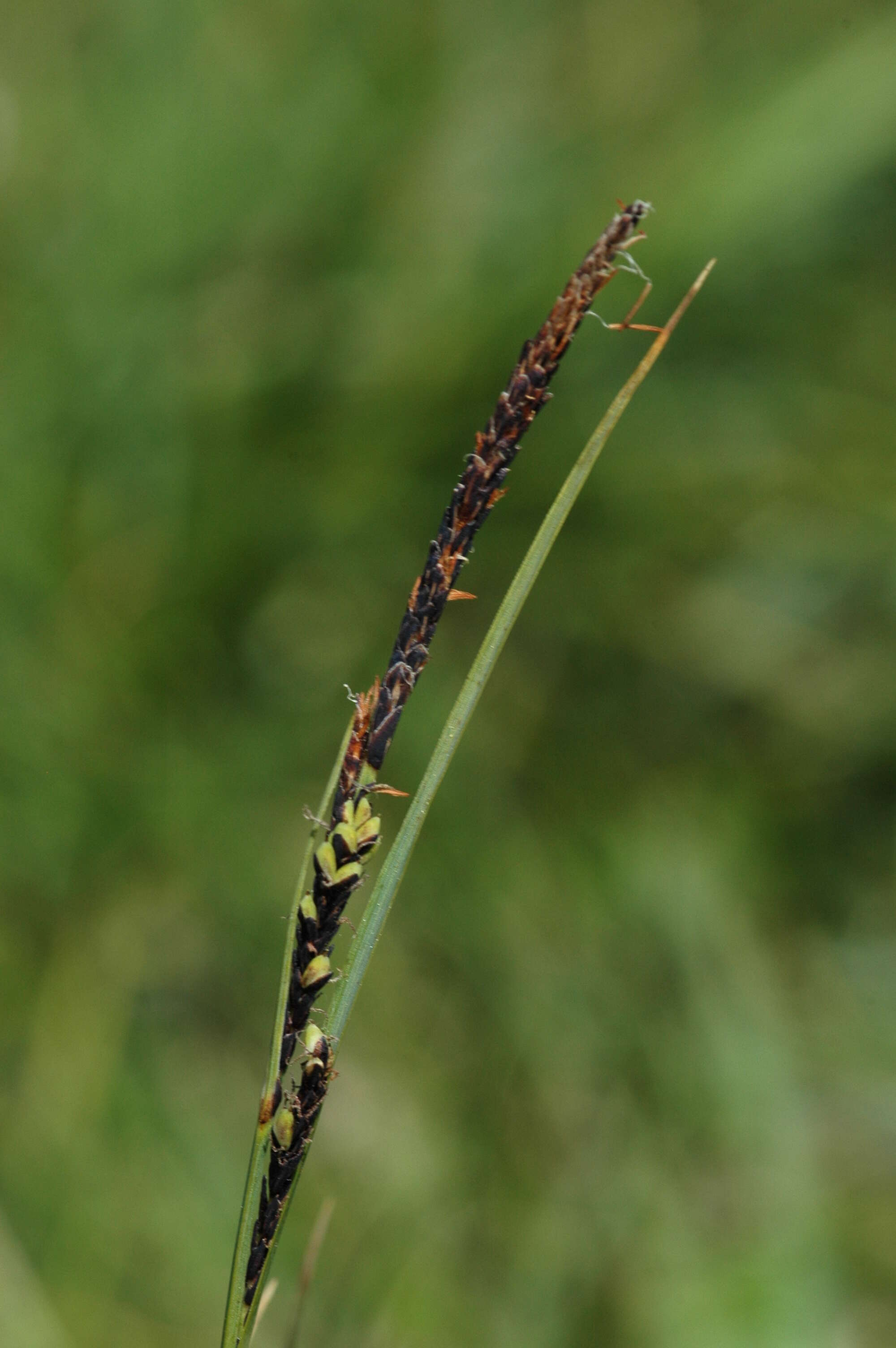 Plancia ëd Carex timmiana Junge