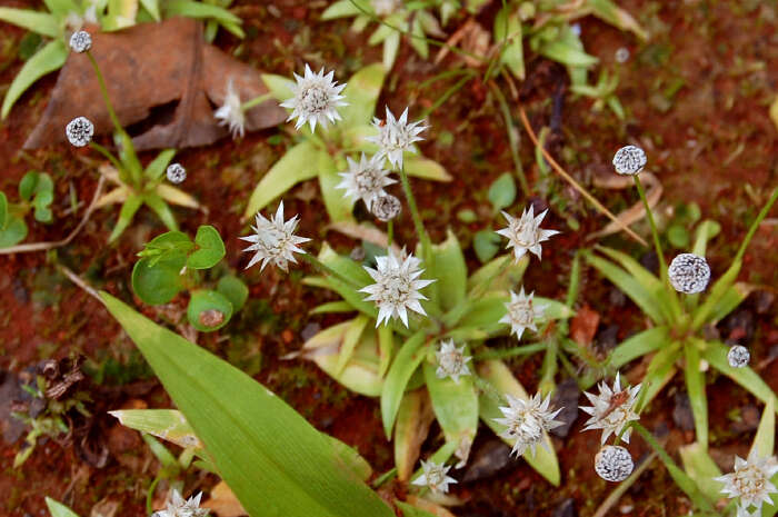 Sivun Eriocaulon stellulatum Körn. kuva