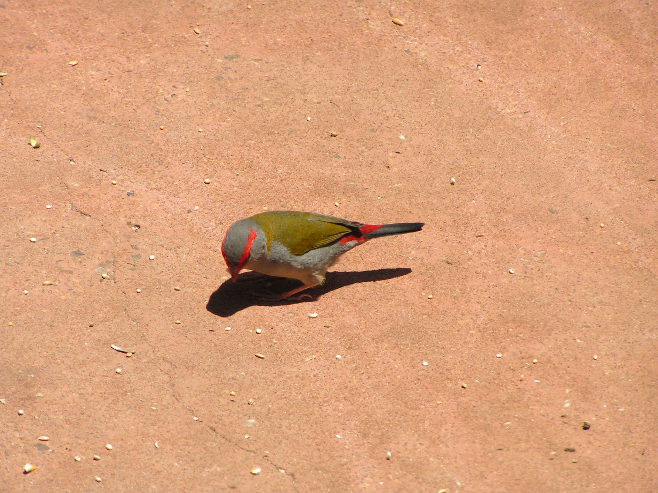 Image of Red-browed Finch